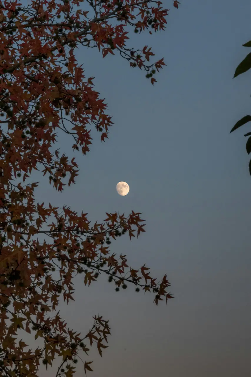 moon behind brown leaves