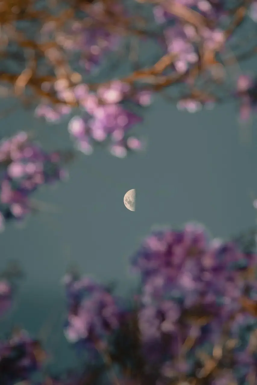 moon behind pink leaves